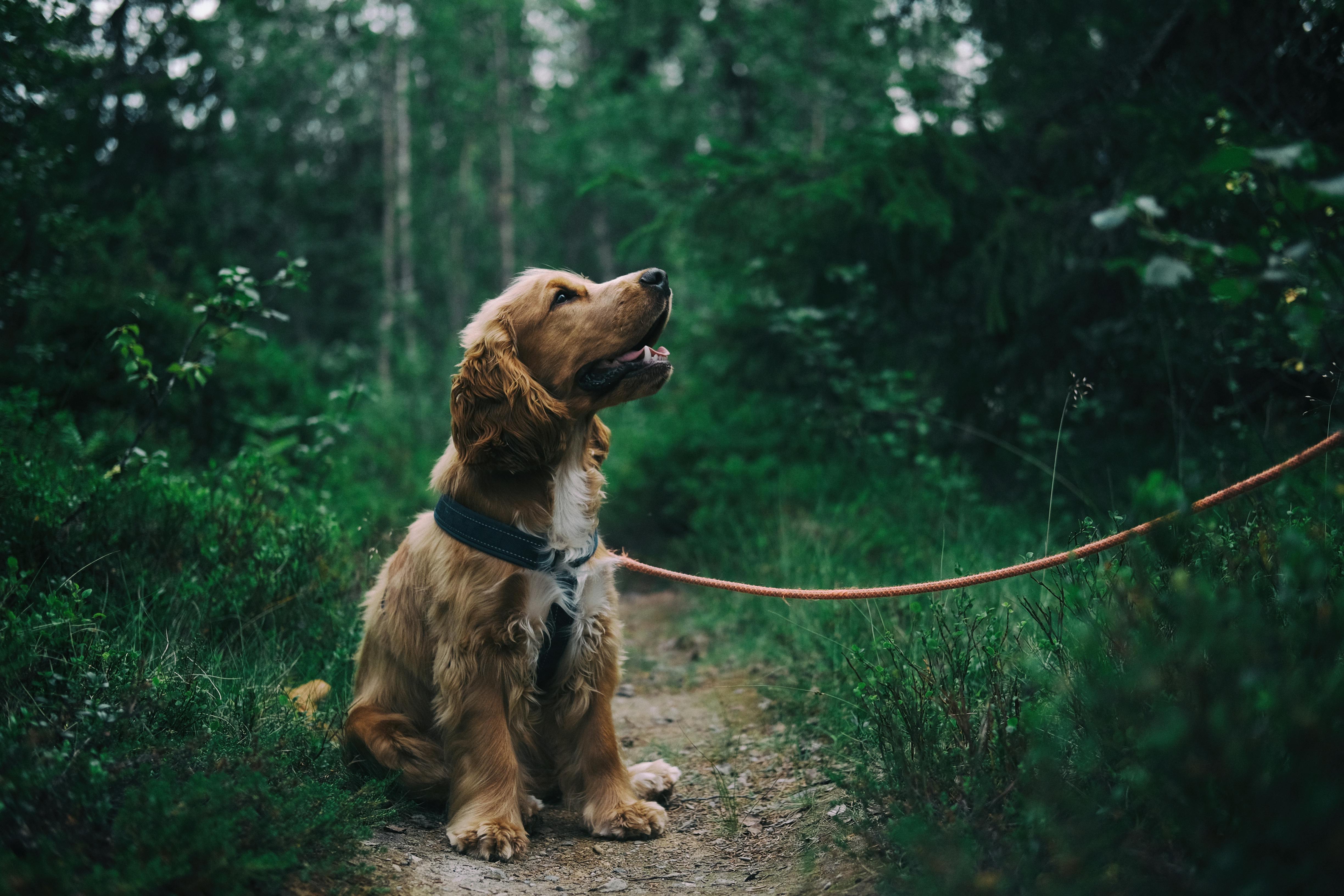 Ein Hund, der auf dem Boden sitzt, umgeben von Grünzeug | Quelle: Pexels