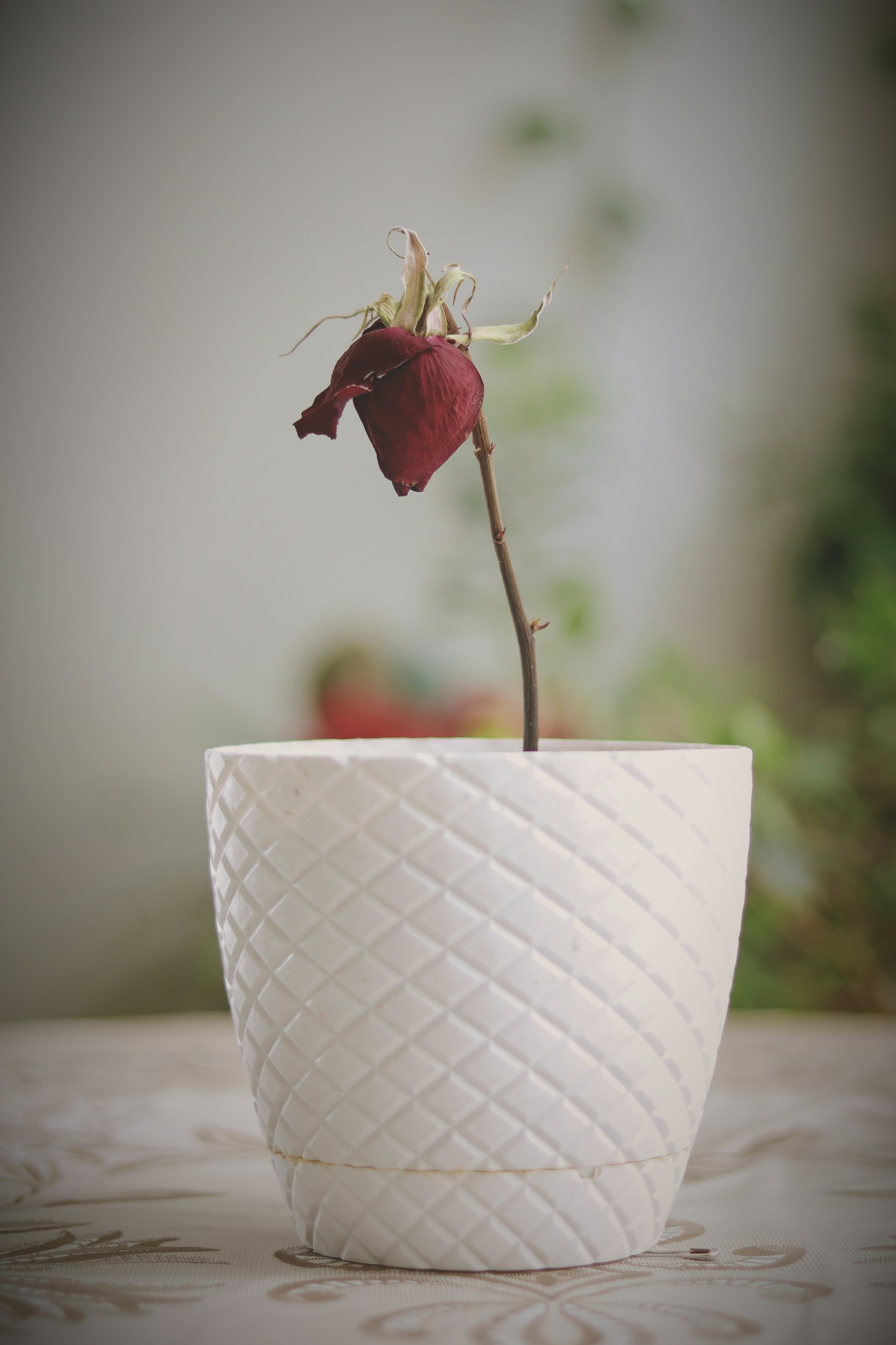 Eine verwelkte Rosenpflanze in einem Keramiktopf | Quelle: Unsplash