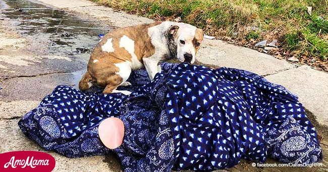 Ein Hund, der in einer dreckigen Nachbarschaft ausgesetzt wurde, wollte seine Decke nicht verlassen