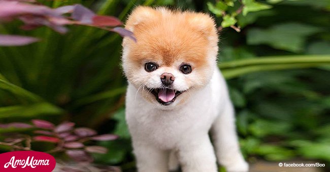 Boo, der ehemalige süßeste Hund der Welt, mit 12 gestorben