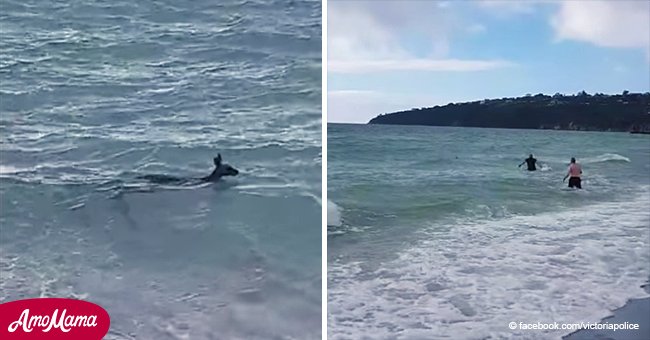 Ein unglaublicher Moment: Die Polizisten retten ein ertrinkendes Känguru aus dem Wasser