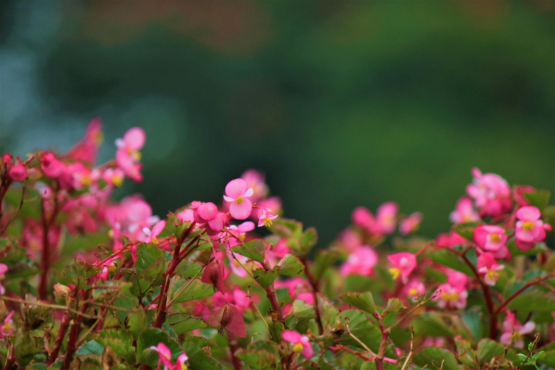 Blühende Blumen in einem Garten | Quelle: Pexels