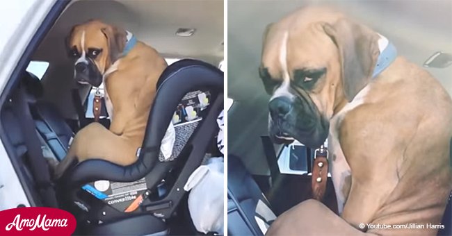 Frau sagt ihrem Hund, dass er nach hinten rutschen soll, aber seine Reaktion wird schnell viral (Video)