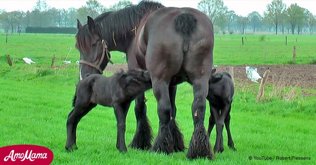 Ein schönes Pferd gebärt seltene Zwillinge und ihre süße Beziehung mit der Mutter wird bald viral