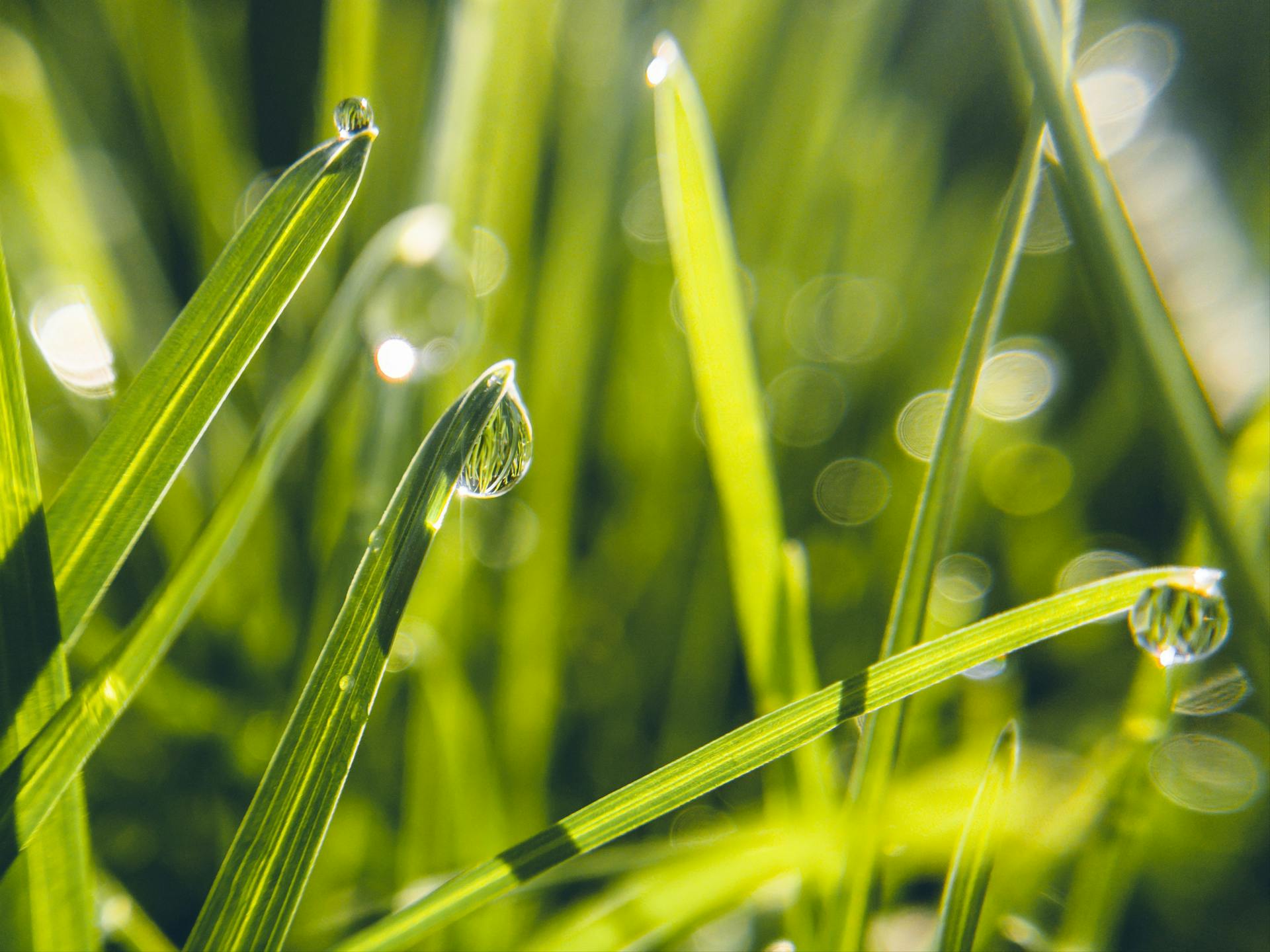 Tautropfen auf Gras | Quelle: Pexels