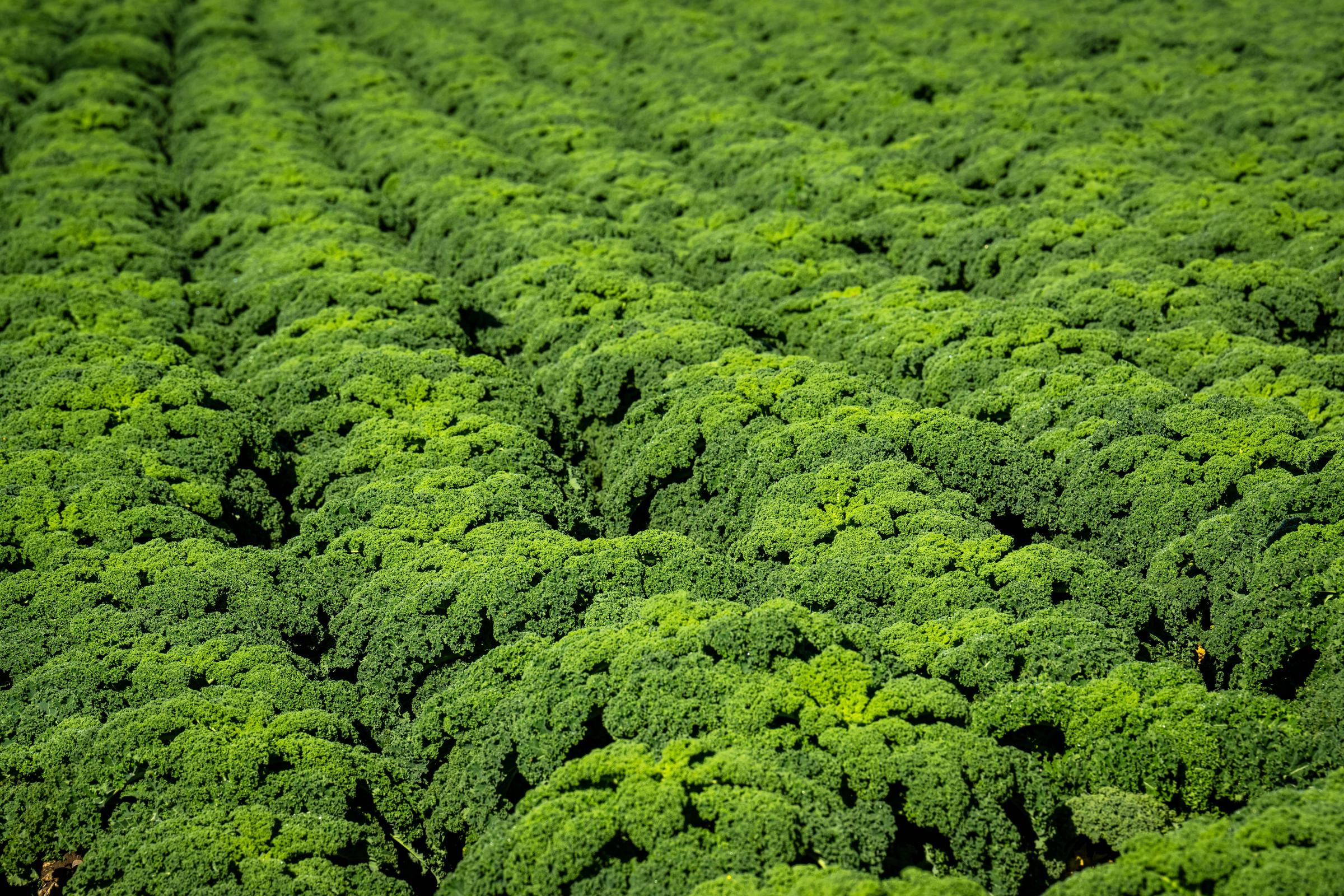 Grünkohl wächst auf einem Feld | Quelle: Getty Images