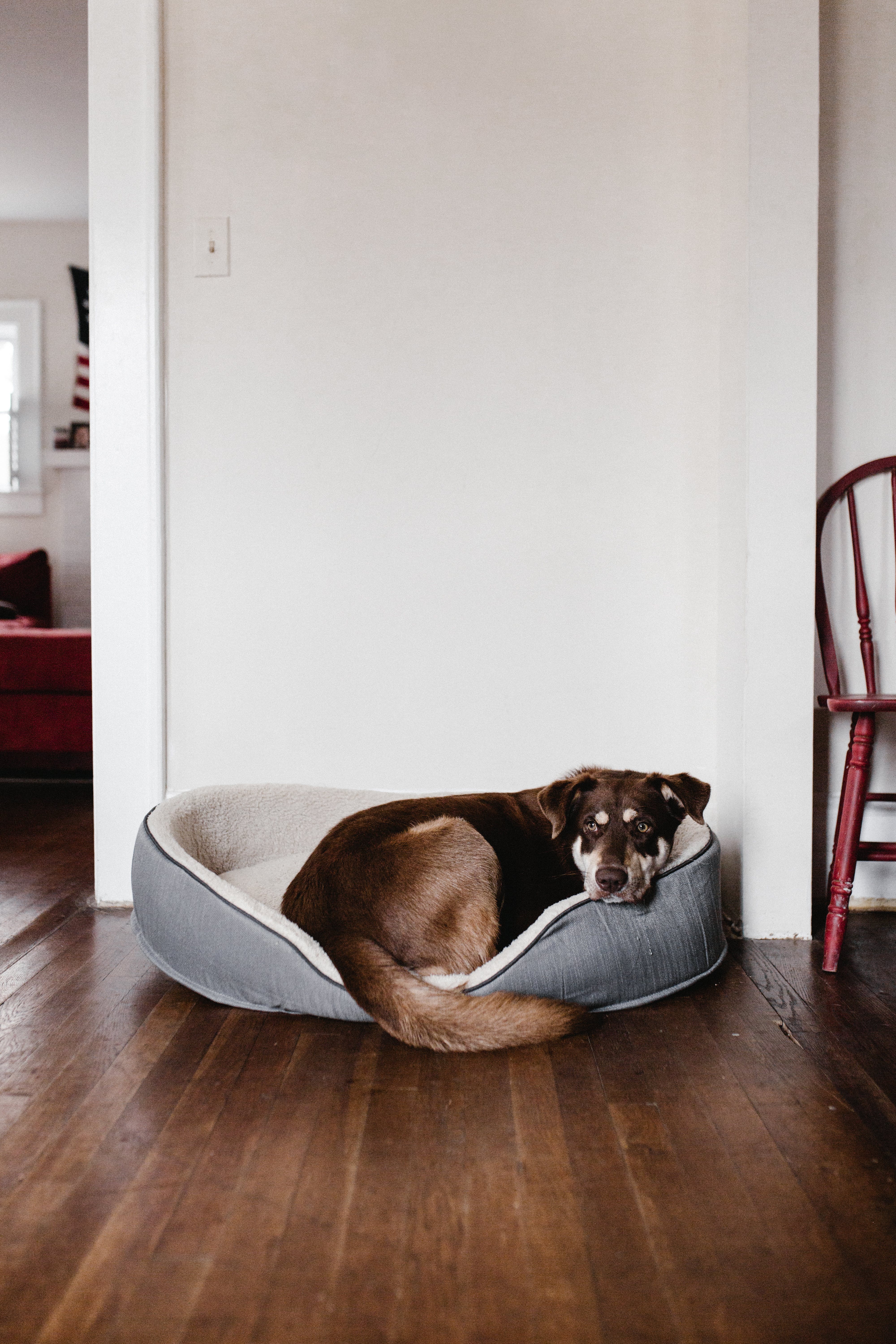 Ein Hund ruht sich in einem Haustierbett aus. | Quelle: Pexels