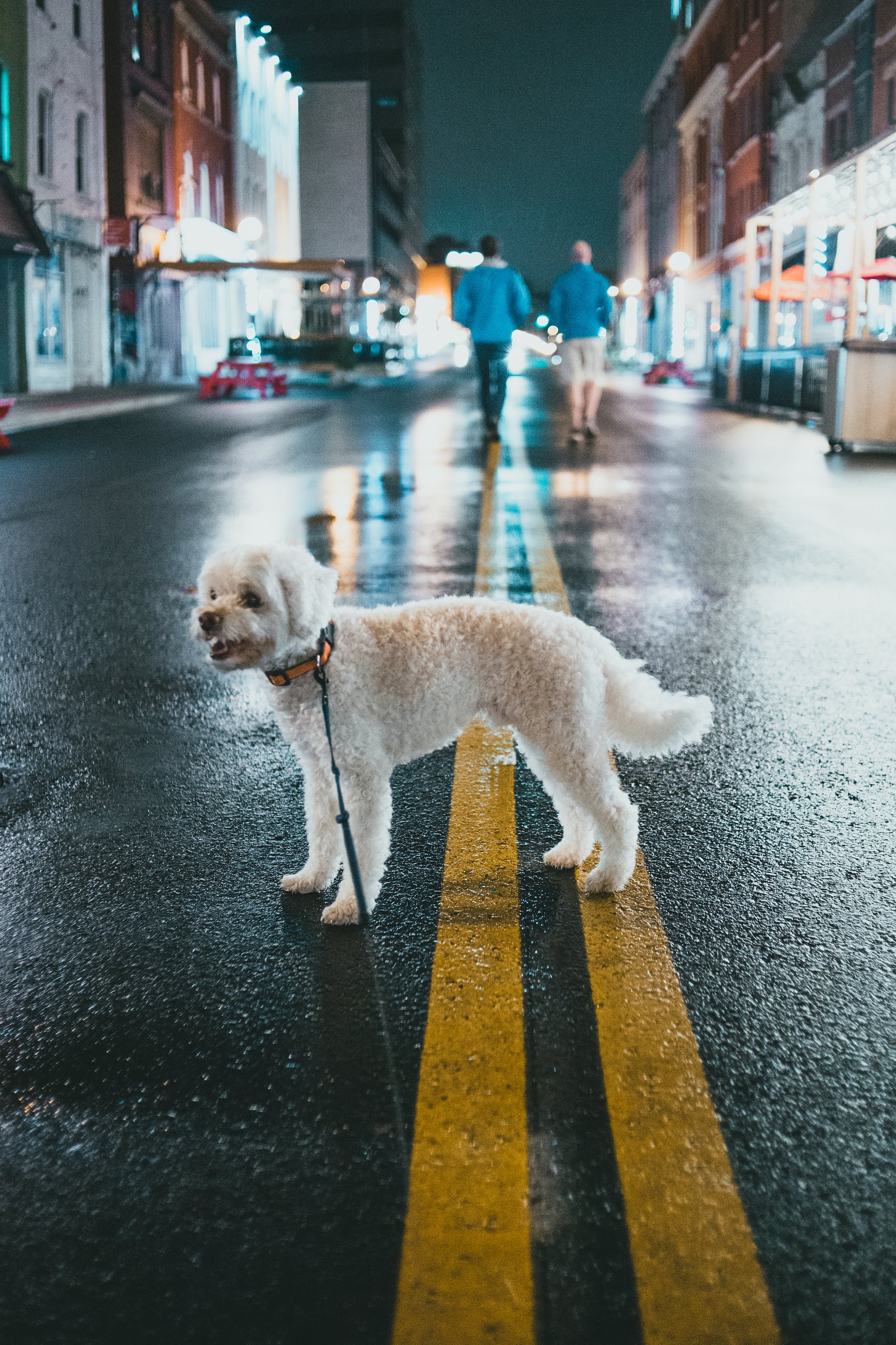 Weißer Pudel steht mitten auf einer Straße | Quelle: Pexels