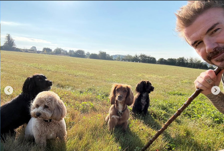 David Beckham mit seinen Hunden, aus einem Post vom 10. Oktober 2024 | Quelle: Instagram/davidbeckham