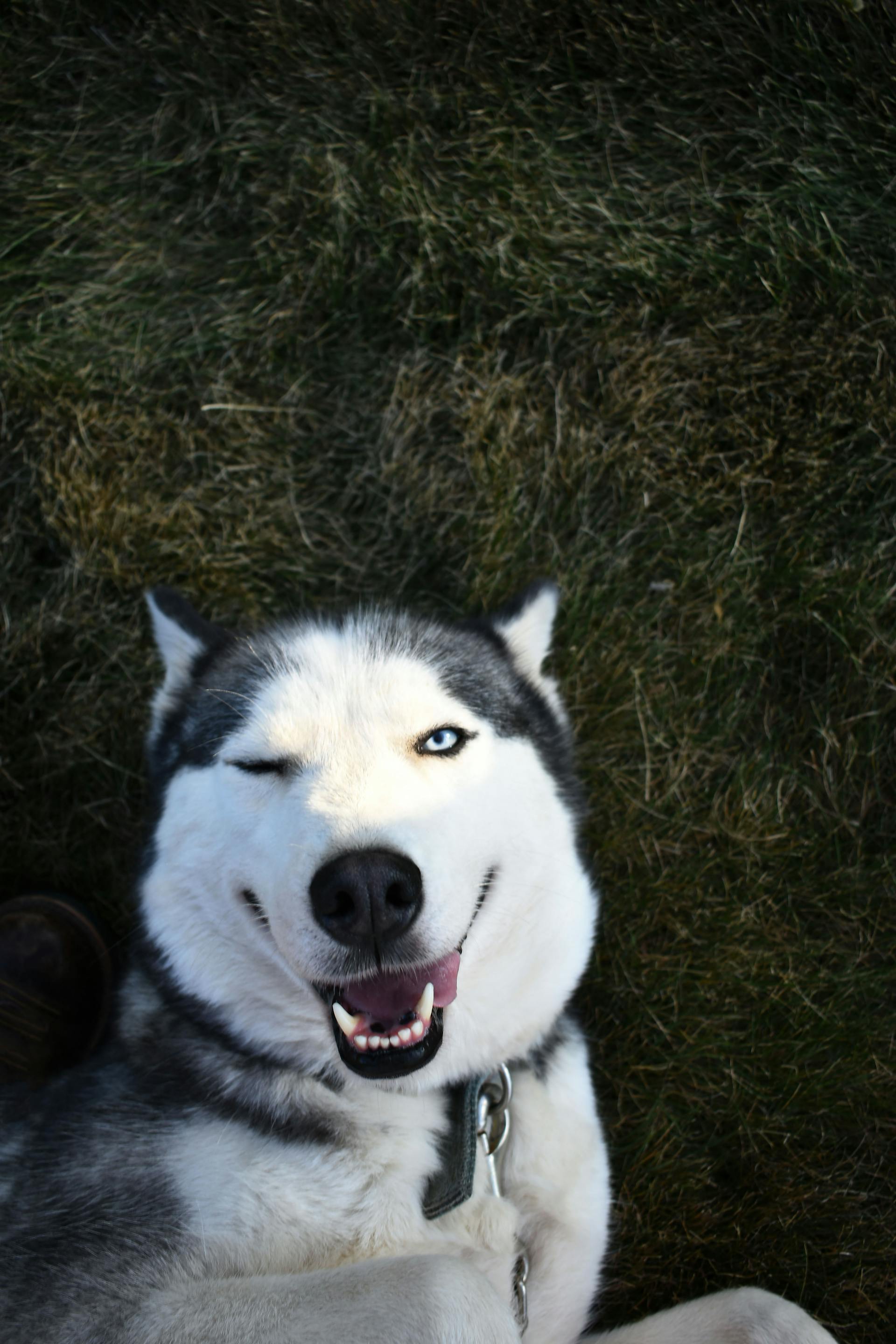 Ein Siberian Husky zwinkert | Quelle: Pexels