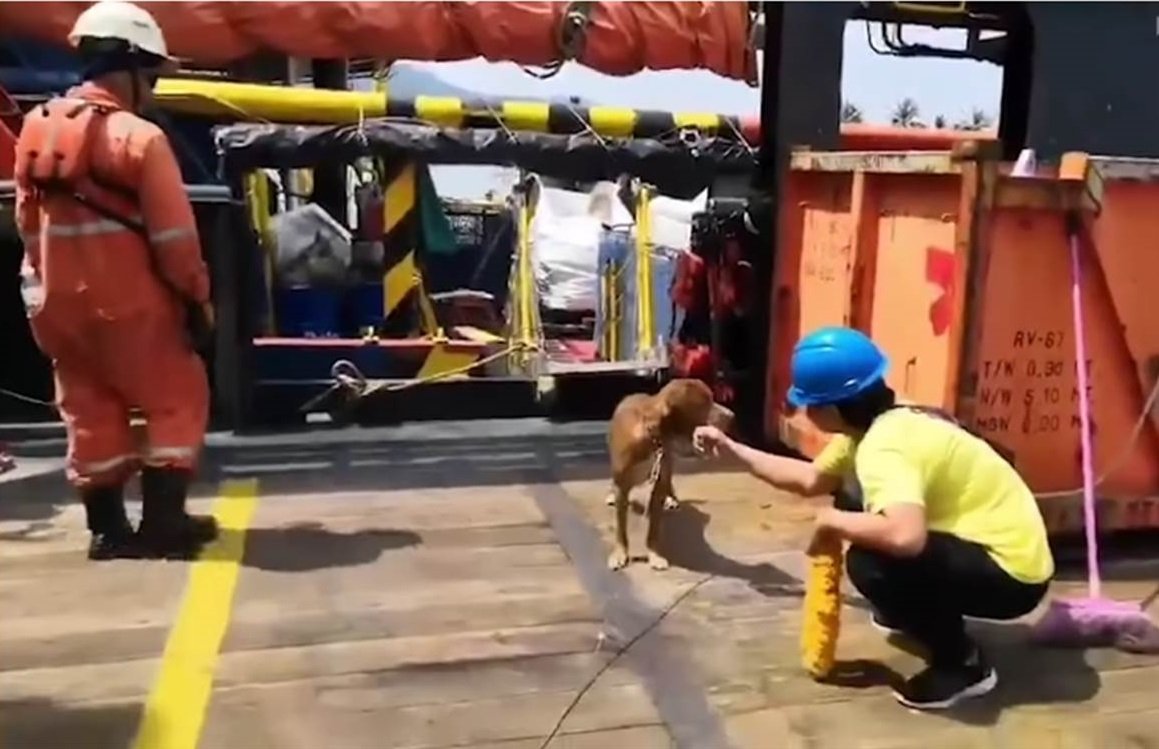 Hund auf dem Tanker | Quelle: YouTube/Viral Press