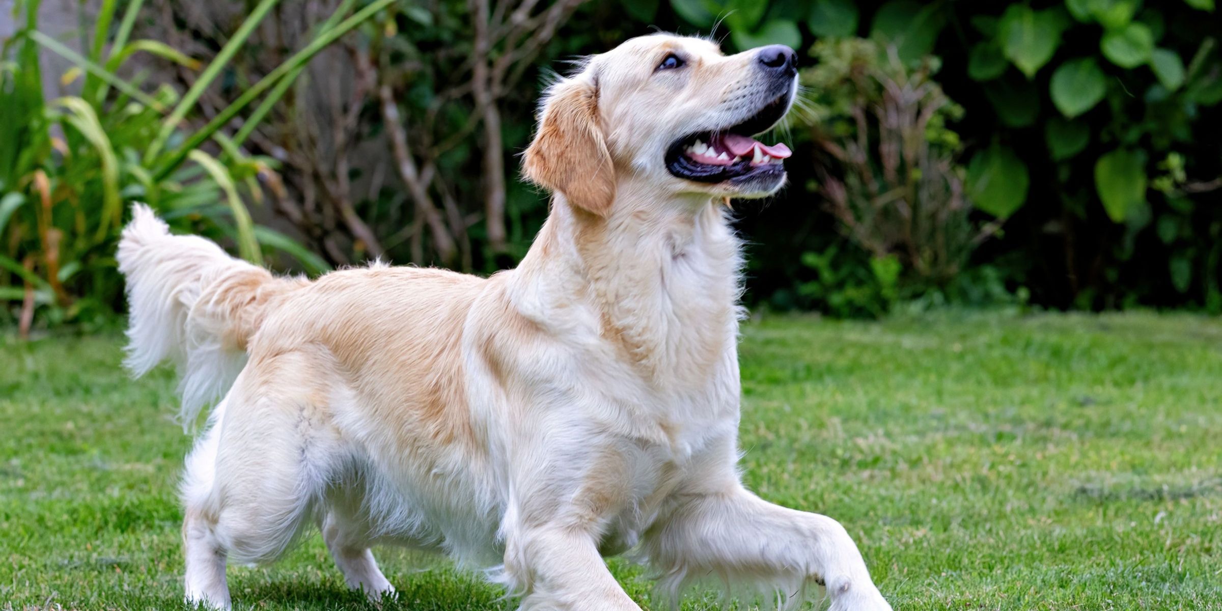 Ein glücklicher Hund | Quelle: Pexels