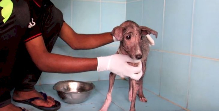 Quelle: YouTube/Animal Aid Unlimited, India
