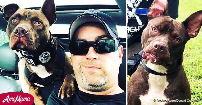 Ein ausgesetzter Pitbull musste eingeschläfert werden, aber ein Polizist sah, was der Hund konnte