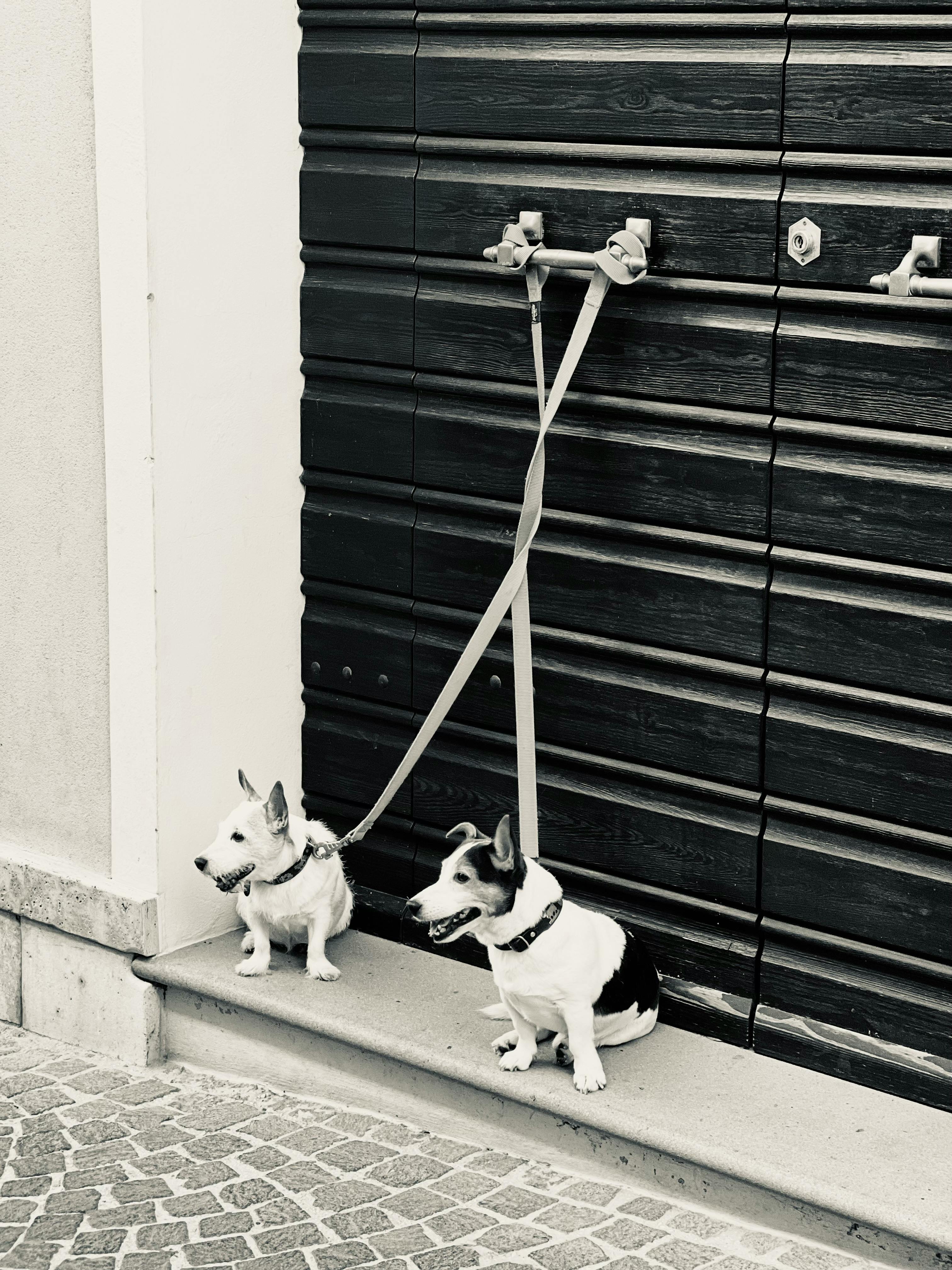 Zwei Hunde, die draußen angebunden sind | Quelle: Pexels