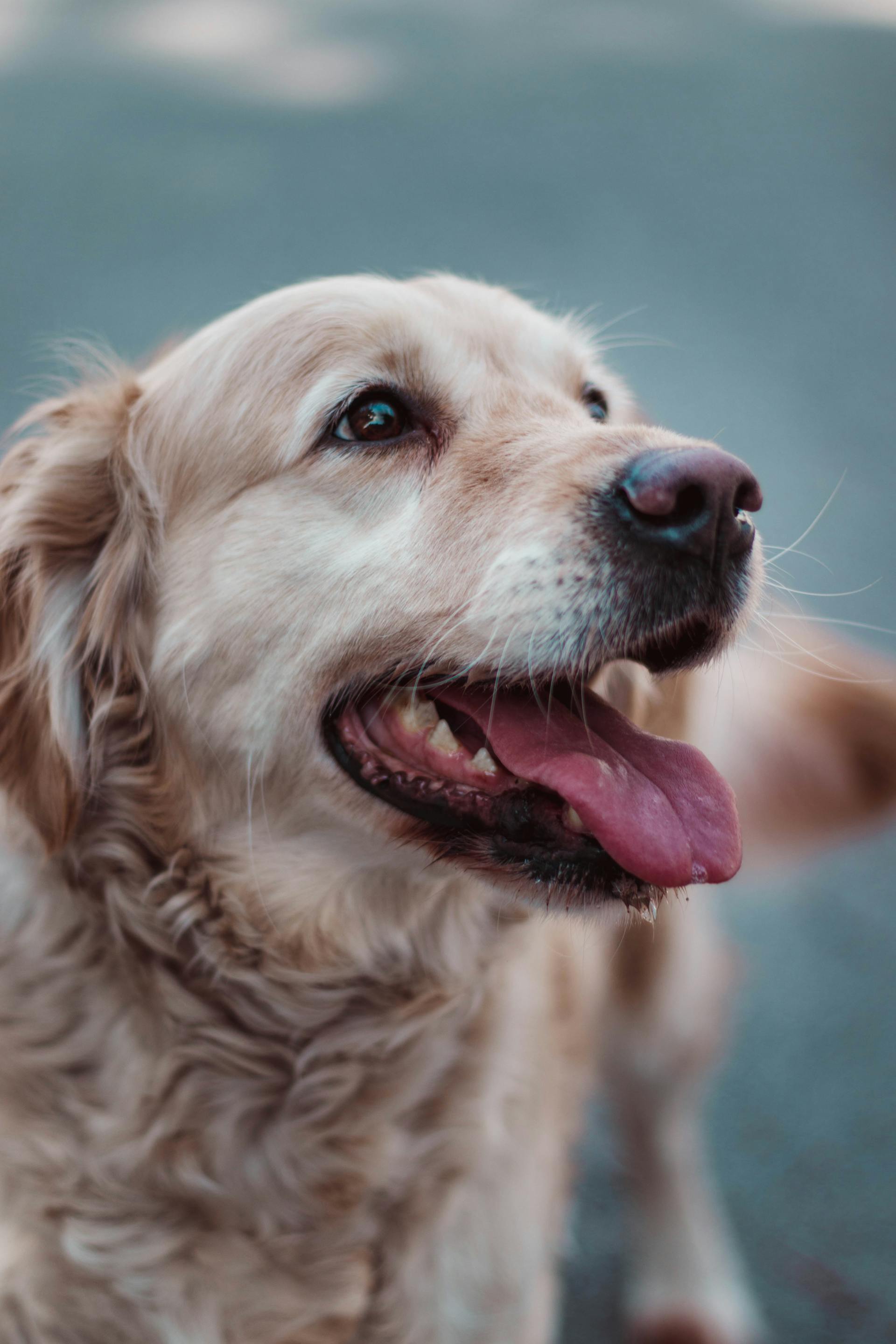 Ein Golden Retriever | Quelle: Pexels