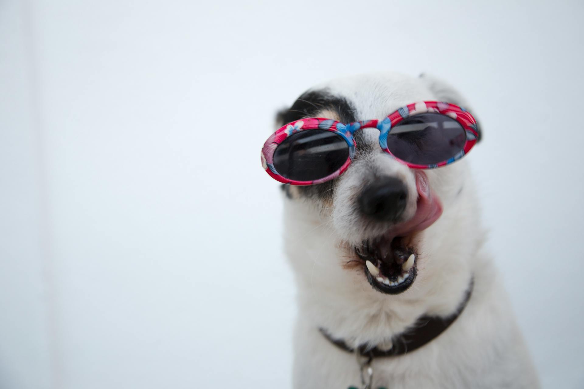 Eine Nahaufnahme eines Hundes mit Sonnenbrille | Quelle: Pexels