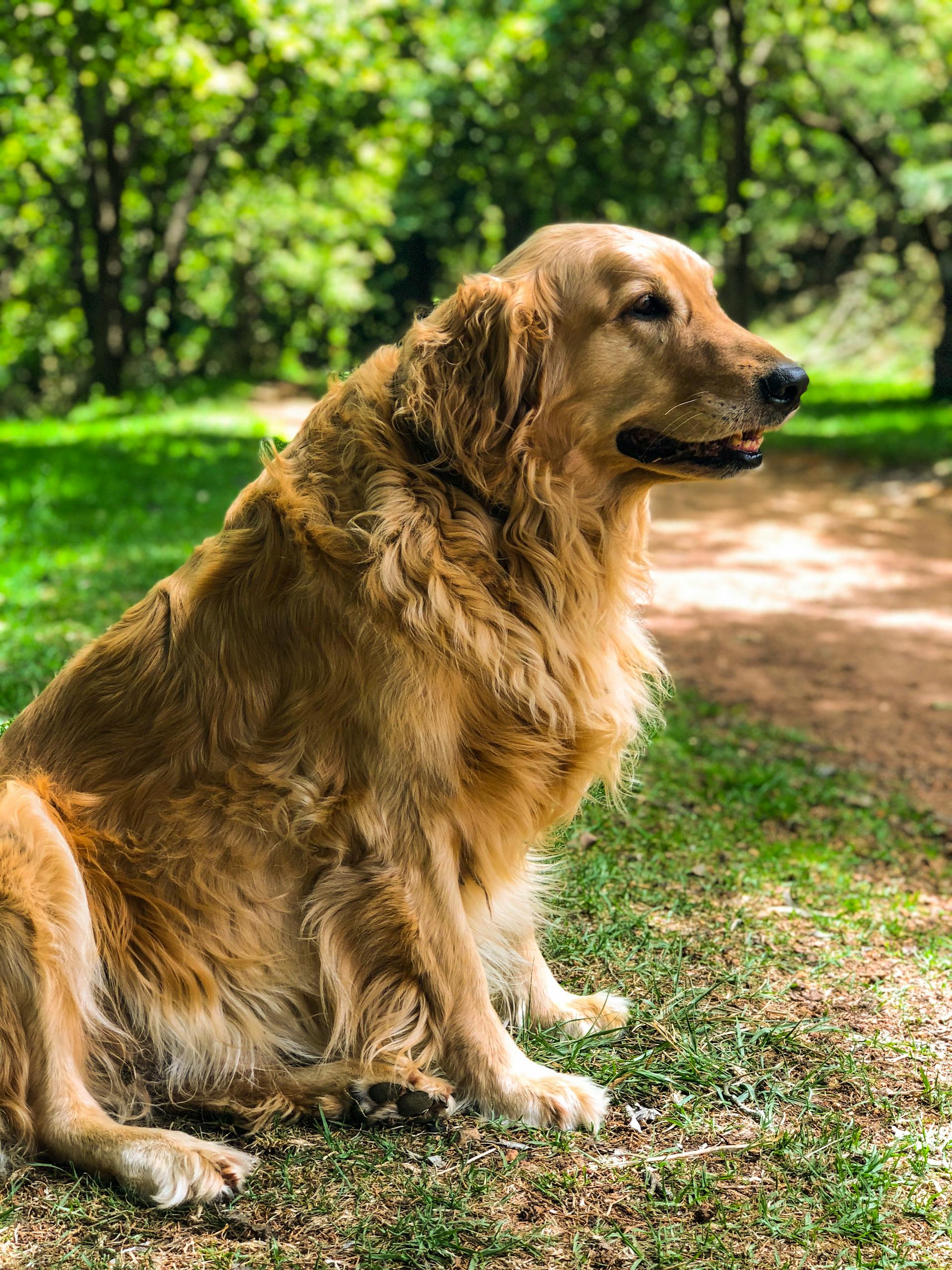 Ein Hund in einem Garten | Quelle: Pexels