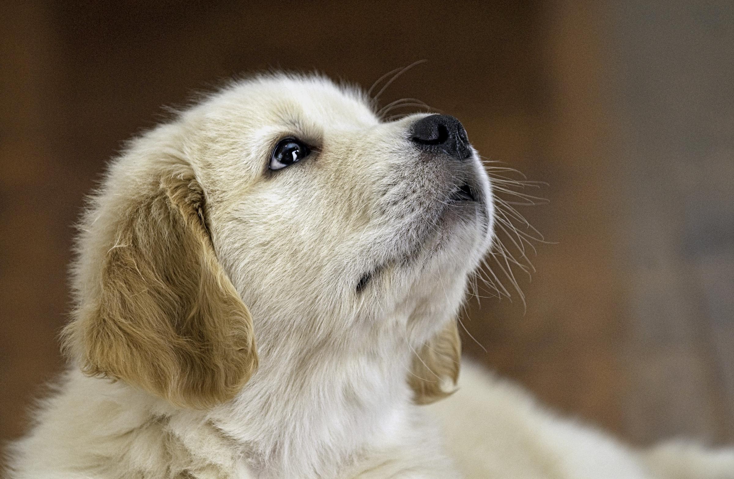 Ein Labrador-Welpe schaut nach oben | Quelle: Freepik