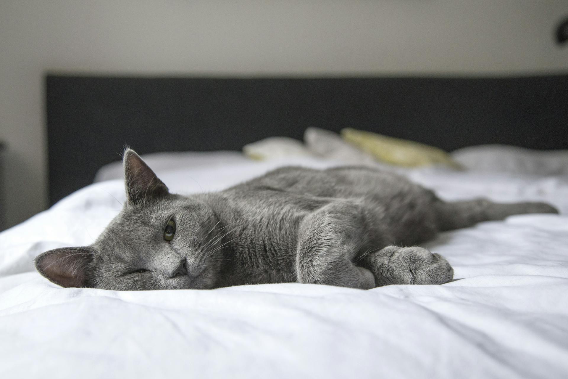 Eine schläfrige Katze auf einem Bett | Quelle: Pexels