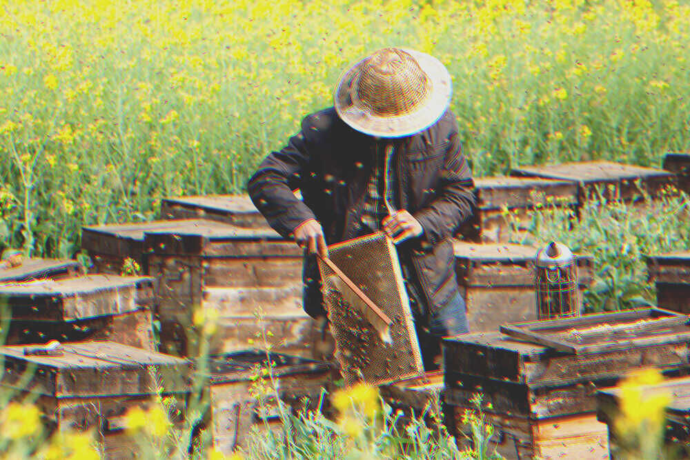 Ein Mann und ein Bienenstock | Quelle: Shutterstock
