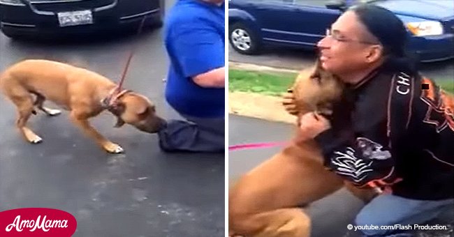 Ein Hund hat Angst zu seinem Besitzer zu gehen, den er 2 Jahre lang nicht gesehen hat, bis das Tier ihn endlich erkennt