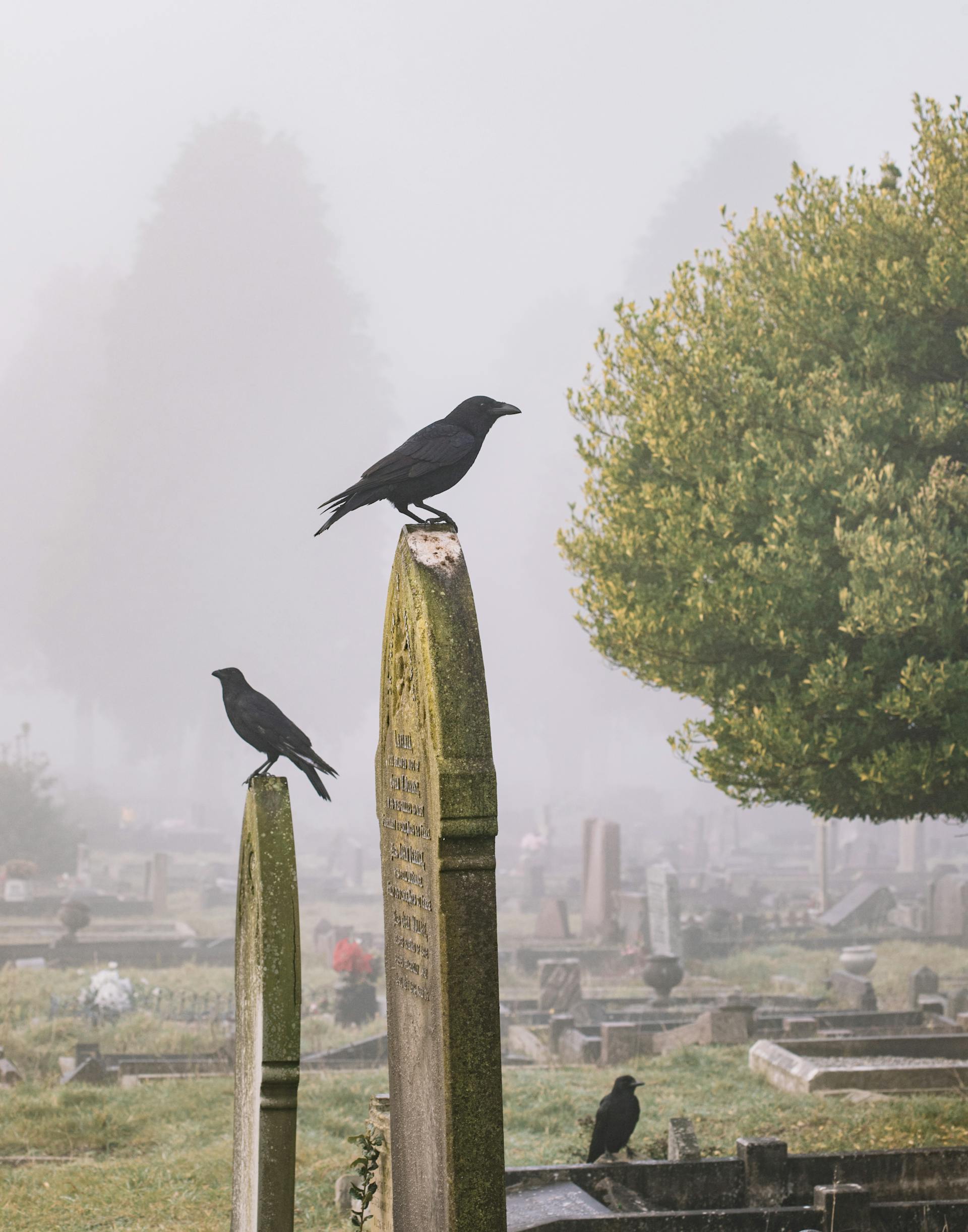 Ein Friedhof | Quelle: Pexels