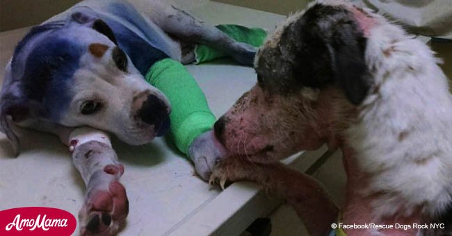 Hund wartet auf eine Operation. Das Foto, wo ein anderer Hund ihn tröstet wurde schnell viral