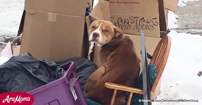 Eine Familie zog um, und ließ den Hund alleine in der Kälte. Er baute sich deshalb eine Unterkunft aus Kartons