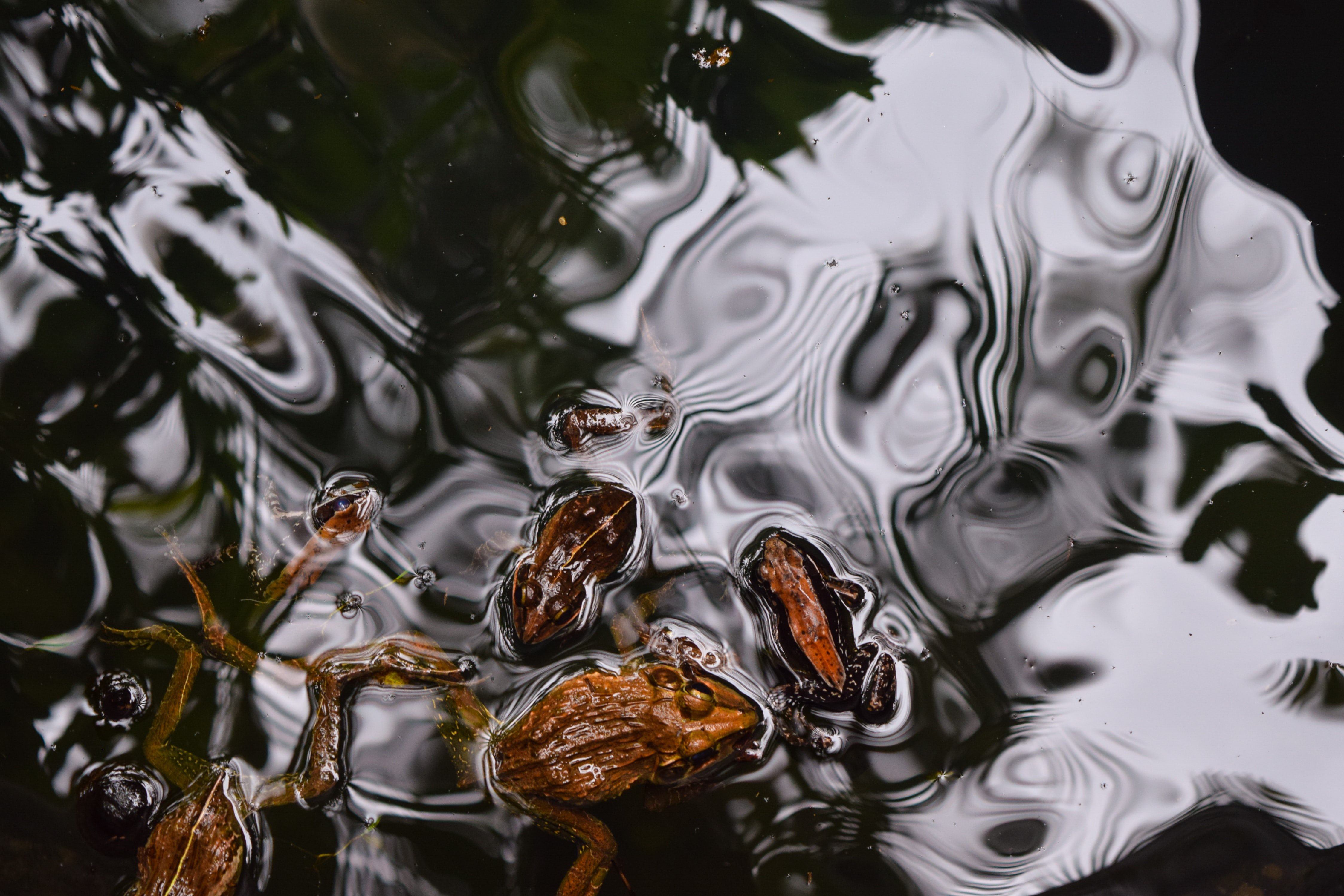 Das Wasser des Sees war voll von Chemikalien aus Düngemitteln. | Quelle: Unsplash