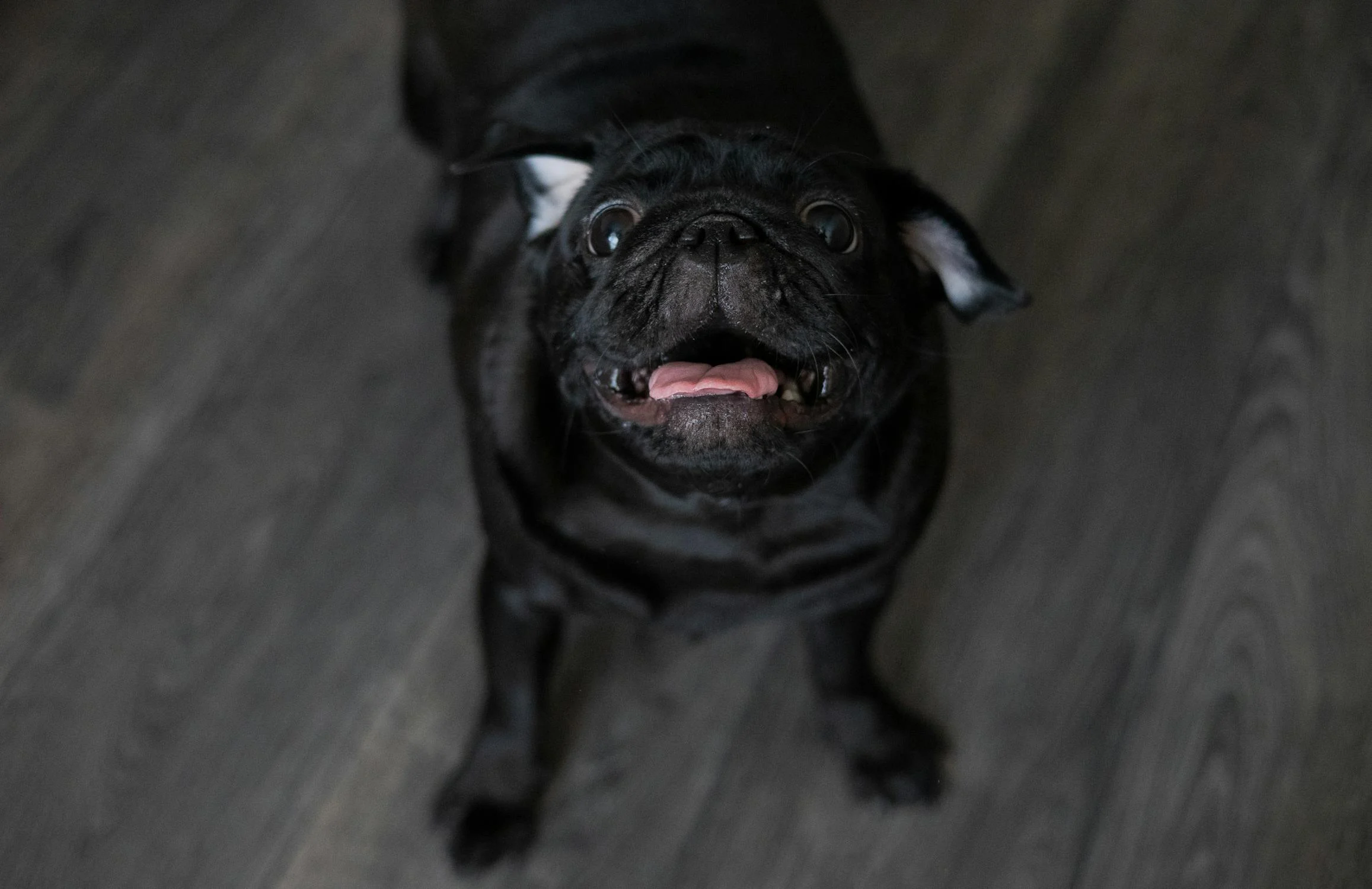 Ein bellender Mops | Quelle: Pexels