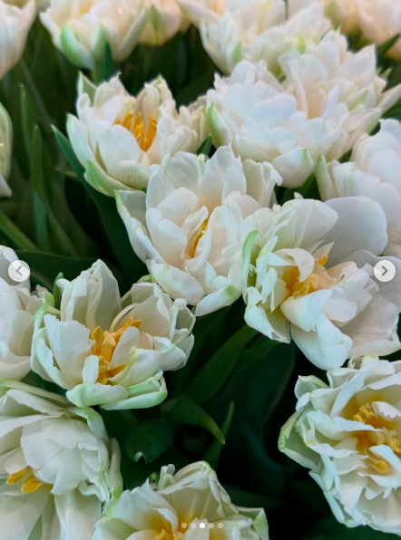 Weiße Tulpen in voller Blüte. | Quelle: Instagram/gisele