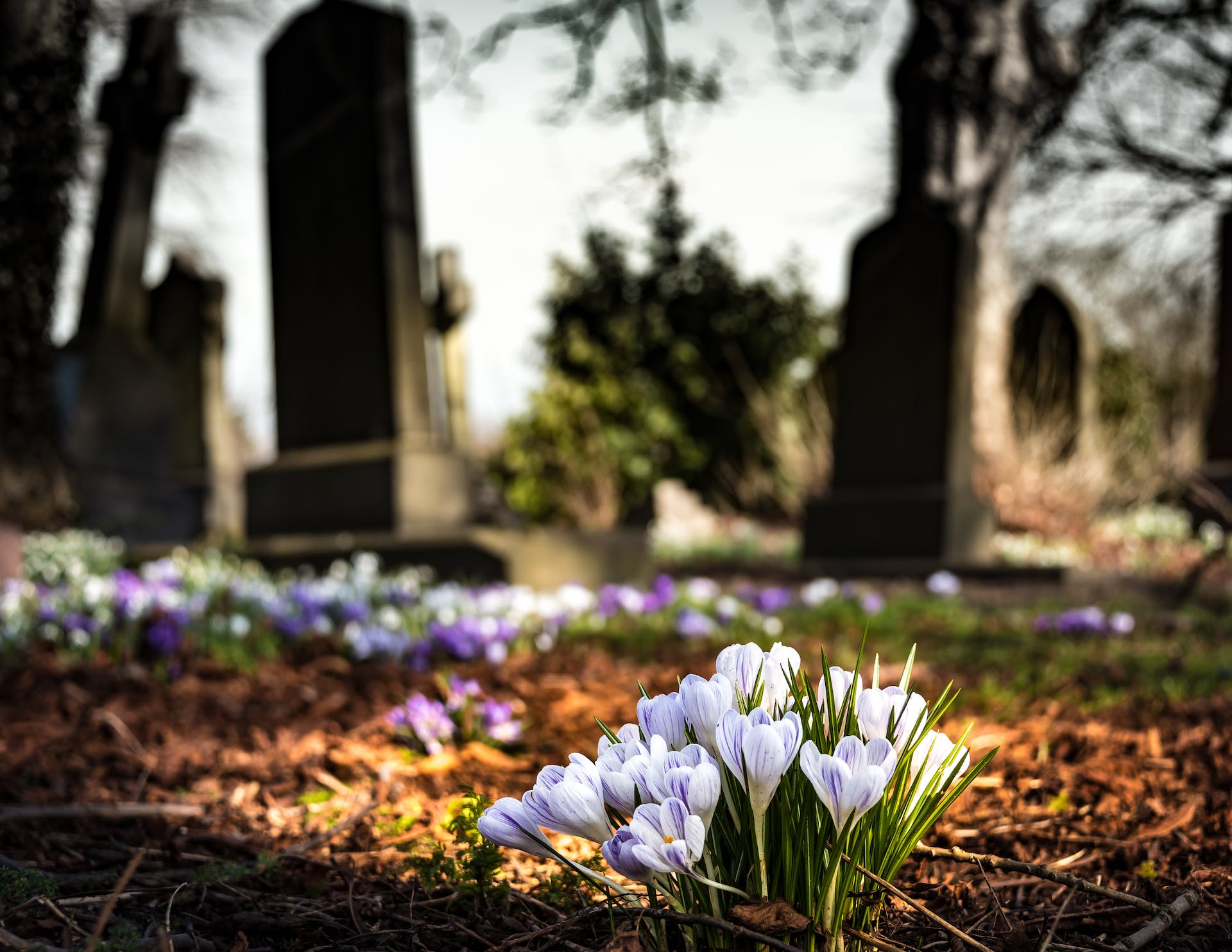 Blumen auf einem Friedhof | Quelle: Pexels
