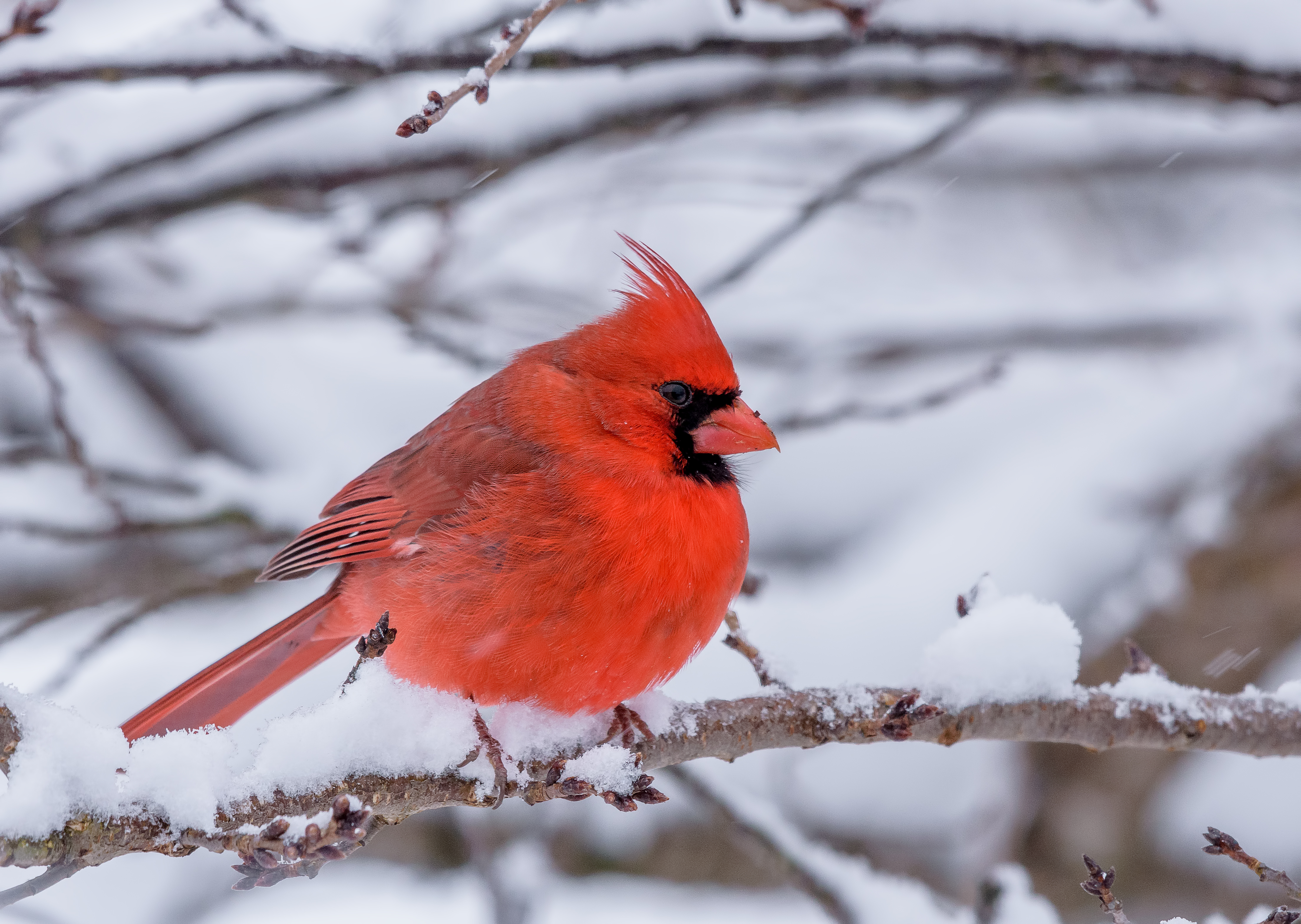 Männlicher Kardinal während eines Schneesturms | Quelle: Getty Images