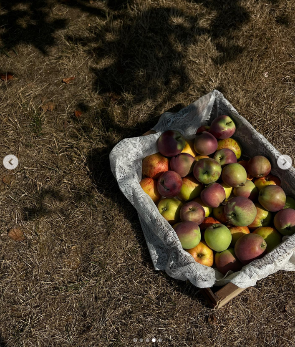 Eine rustikale Holzkiste, ausgekleidet mit zarter weißer Spitze, steht auf dem sonnenbeschienenen Rasen und quillt über vor frisch geernteten Äpfeln aus dem Obstgarten von Arcady. Die bunte Mischung aus grünen, gelben und zartroten Früchten spiegelt die üppige Herbsternte auf Pamela Andersons Anwesen auf Vancouver Island wider, wo ihr das Anbauen und Teilen saisonaler Lebensmittel ein Gefühl von Bodenständigkeit und Geborgenheit schenkt. Zu dieser schönen Ernteszene schrieb sie: „Aus dem Garten… 🤍“. | Quelle: Instagram/pamelaanderson