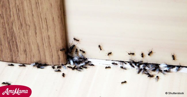 Natürliche Tipps gegen Ameisen im Haus 