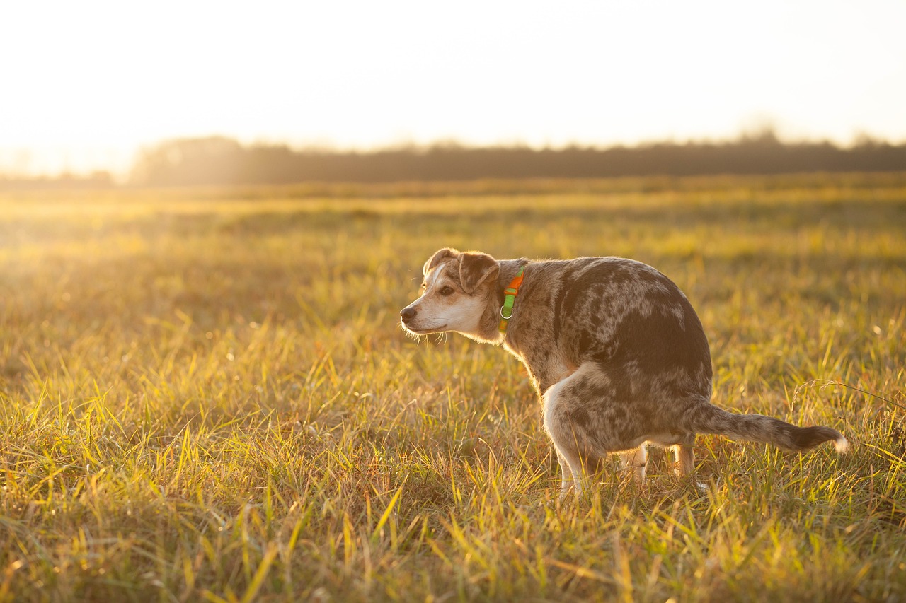 Ein Hund, der sich im Gras erleichtert | Quelle: Pixabay