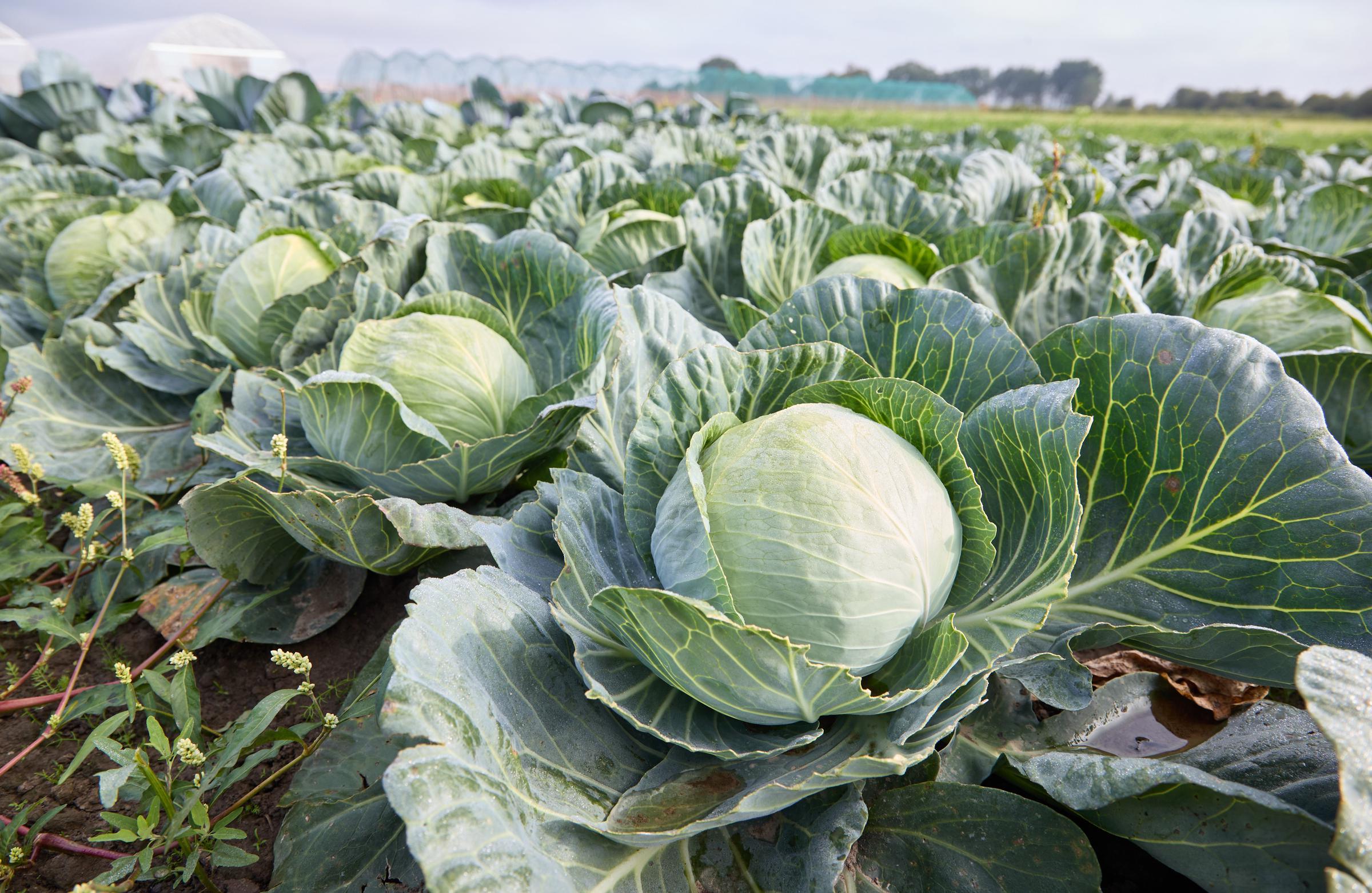 Kohlköpfe wachsen auf einem Feld in einer Kohlfarm | Quelle: Getty Images