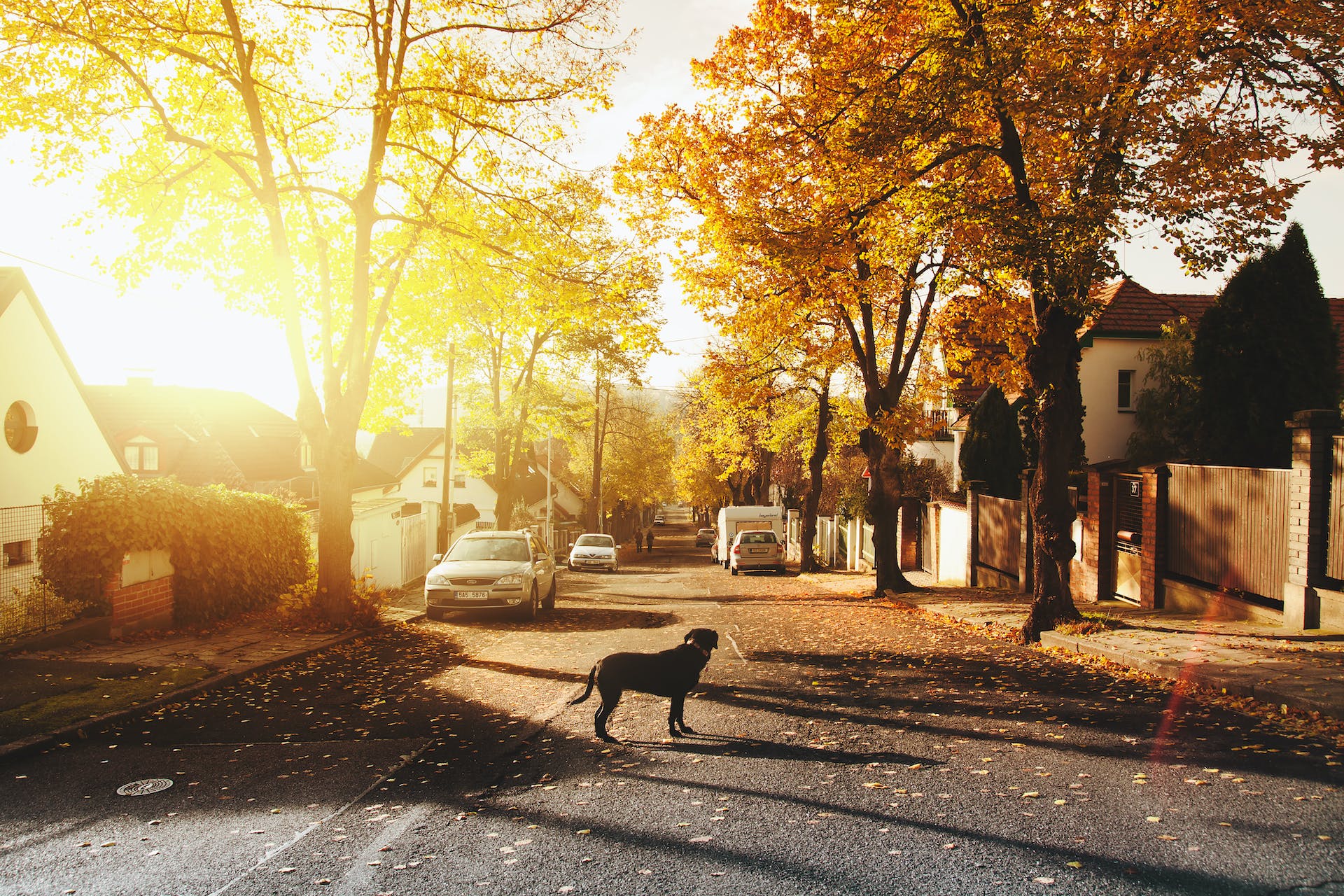 Früher Morgen in einem friedlichen Vorort | Quelle: Pexels