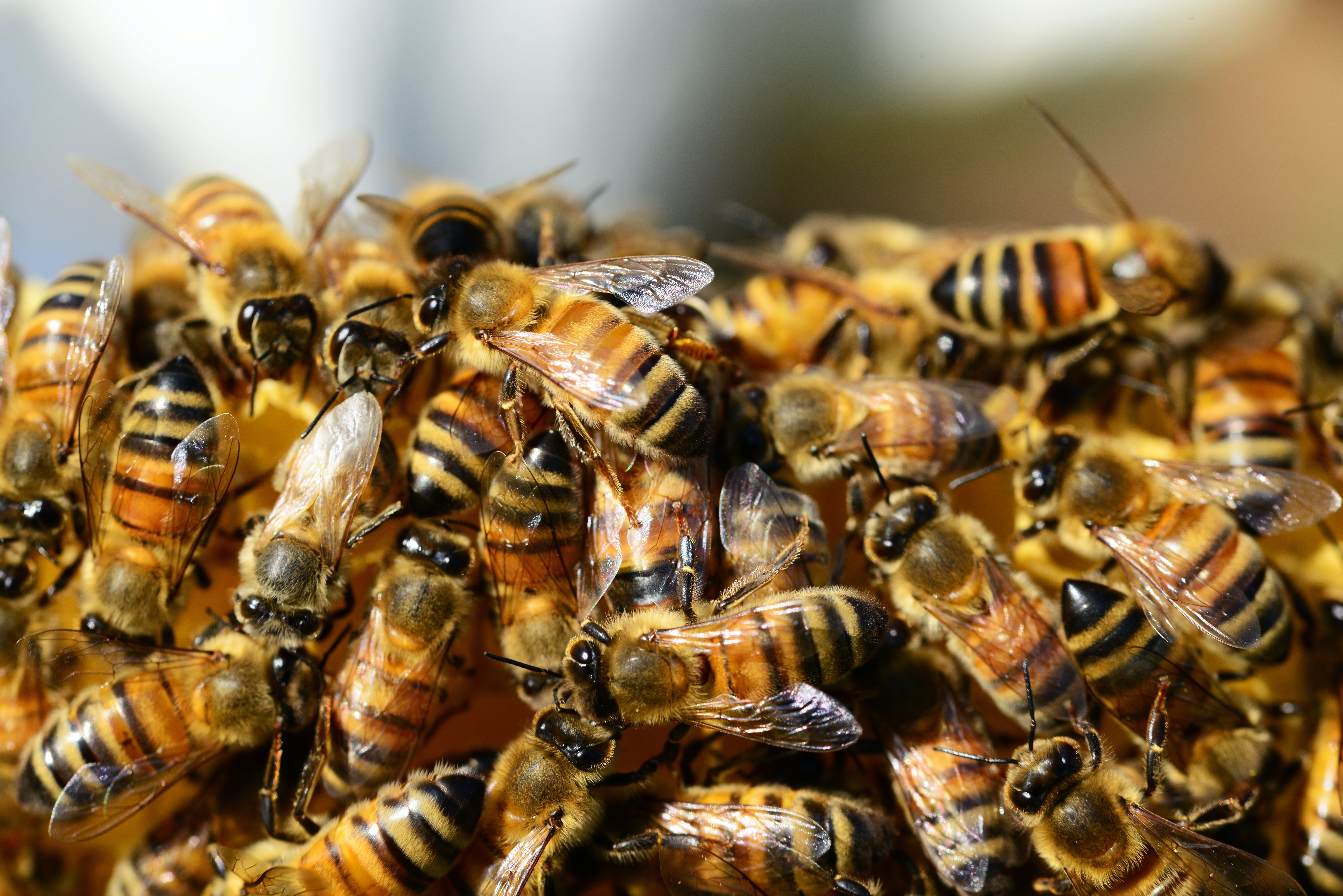 Ein Bienenschwarm | Quelle: Pexels