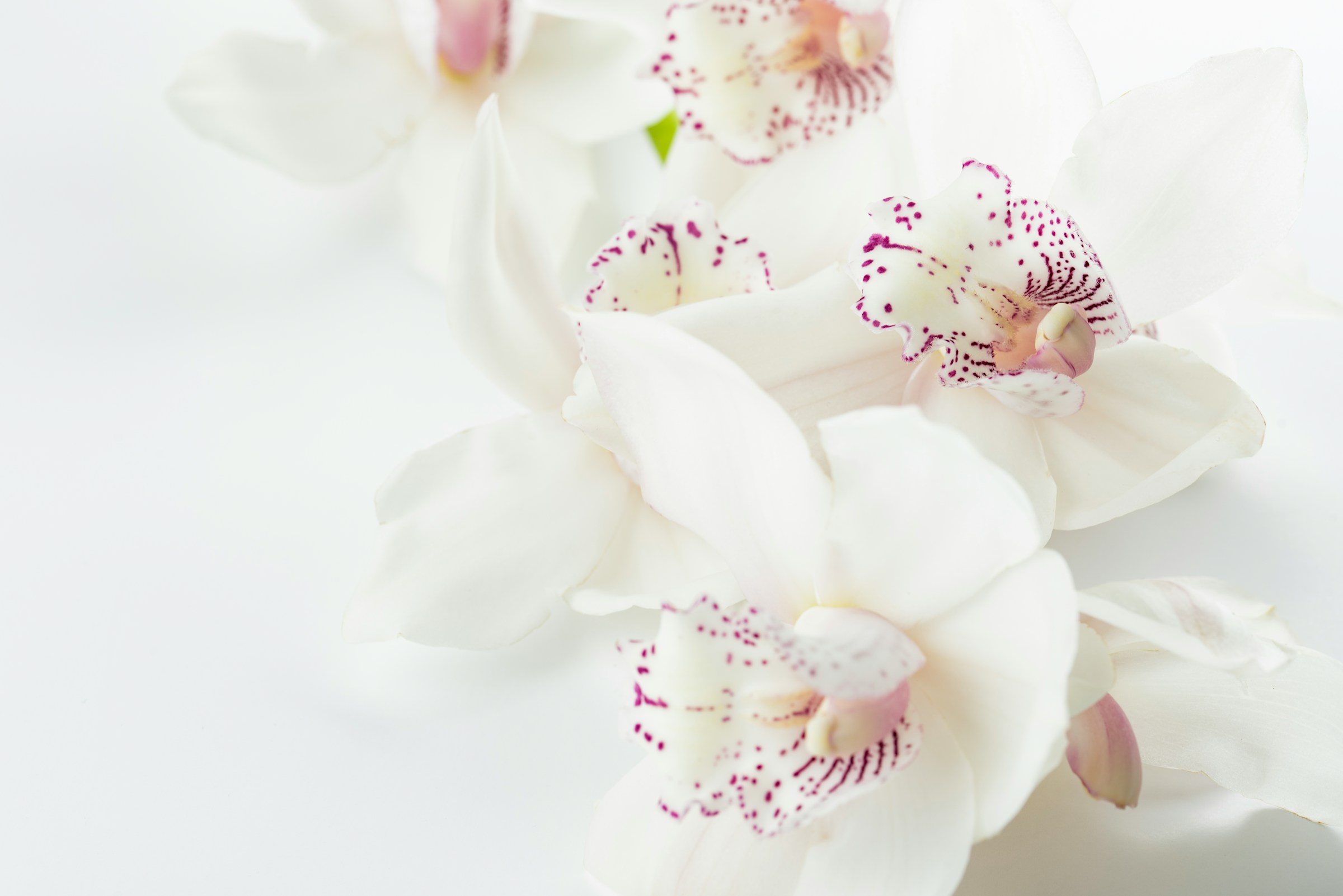 Orchideen | Quelle: Unsplash