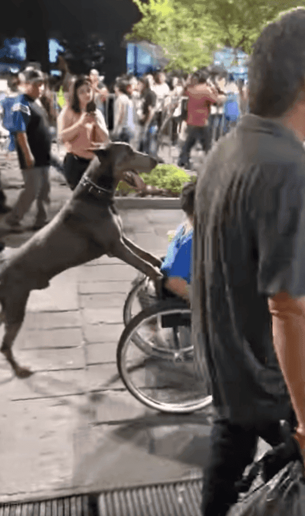 Hund schiebt Rollstuhl | Quelle: YouTube/ ViralHog