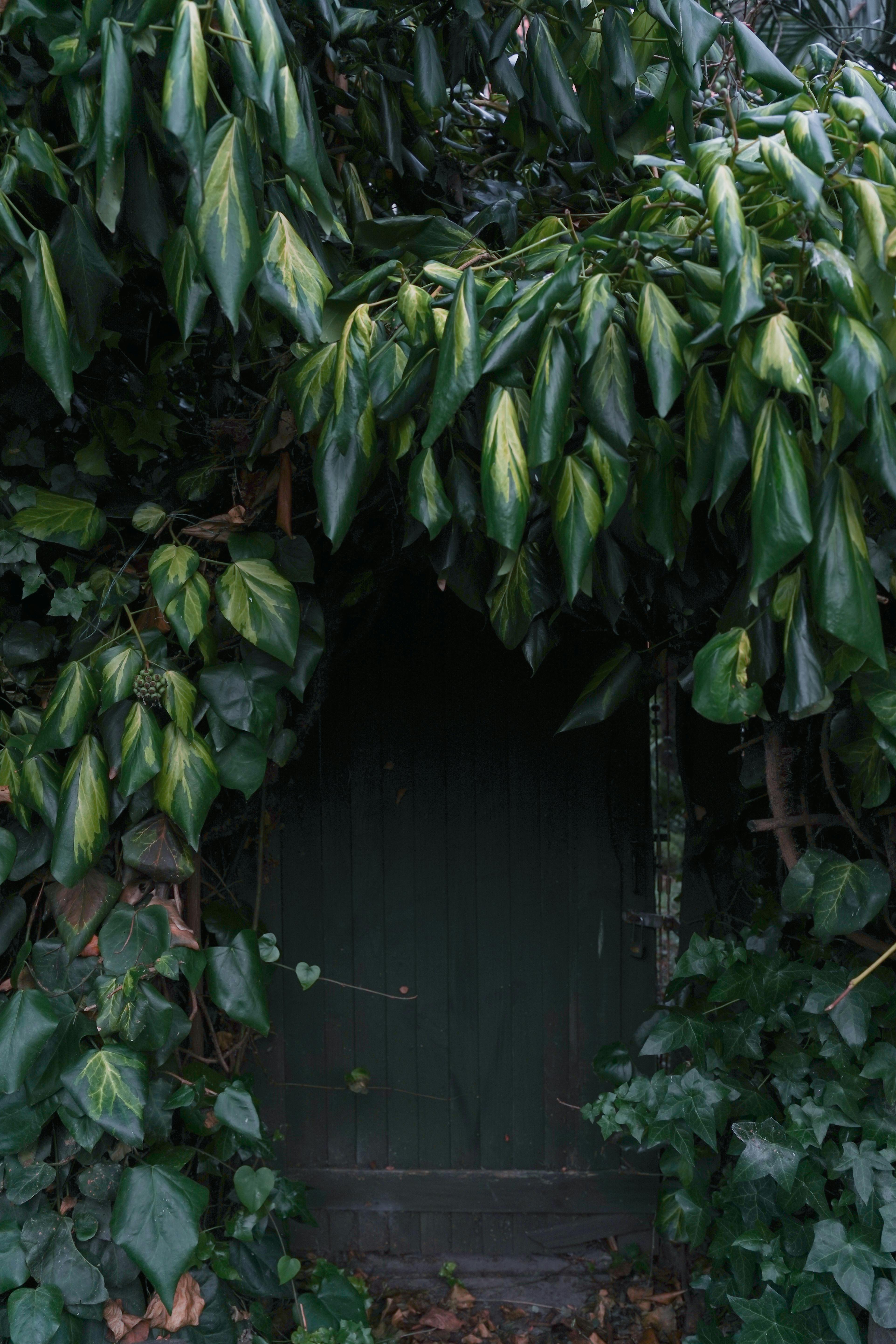 Eingang zu einem versteckten Keller | Quelle: Pexels