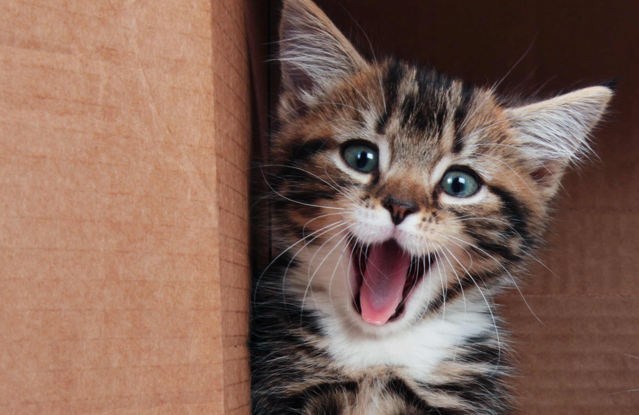 Foto einer glücklichen gescheckten Katze | Quelle: Shutterstock