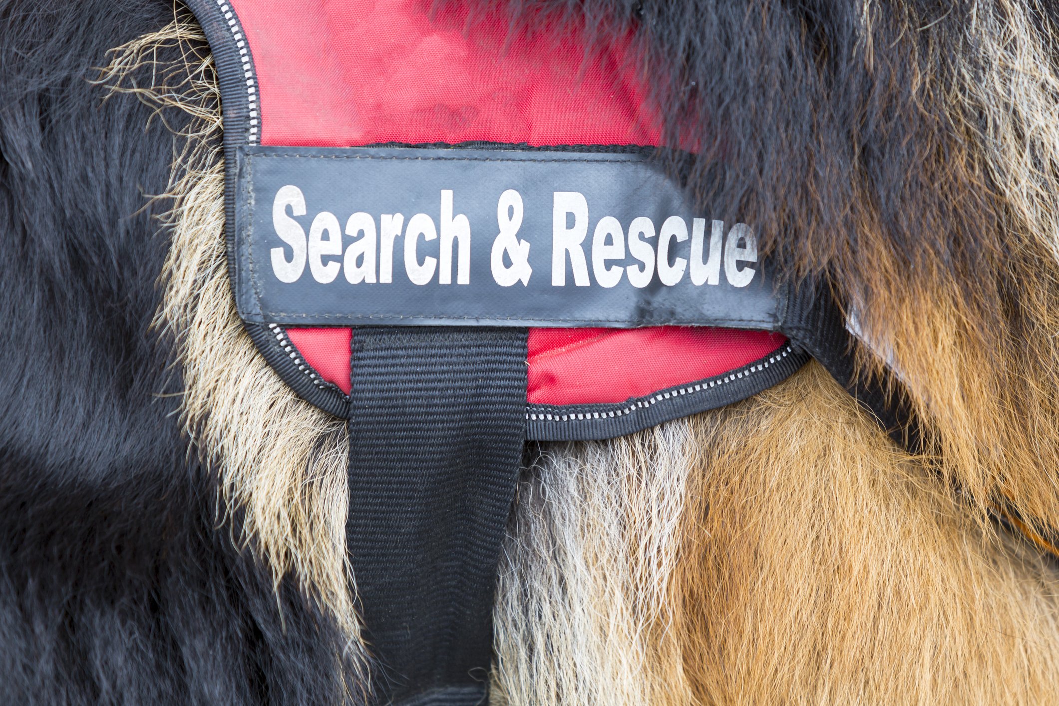 Such- und Rettungshund | Quelle: Getty Images