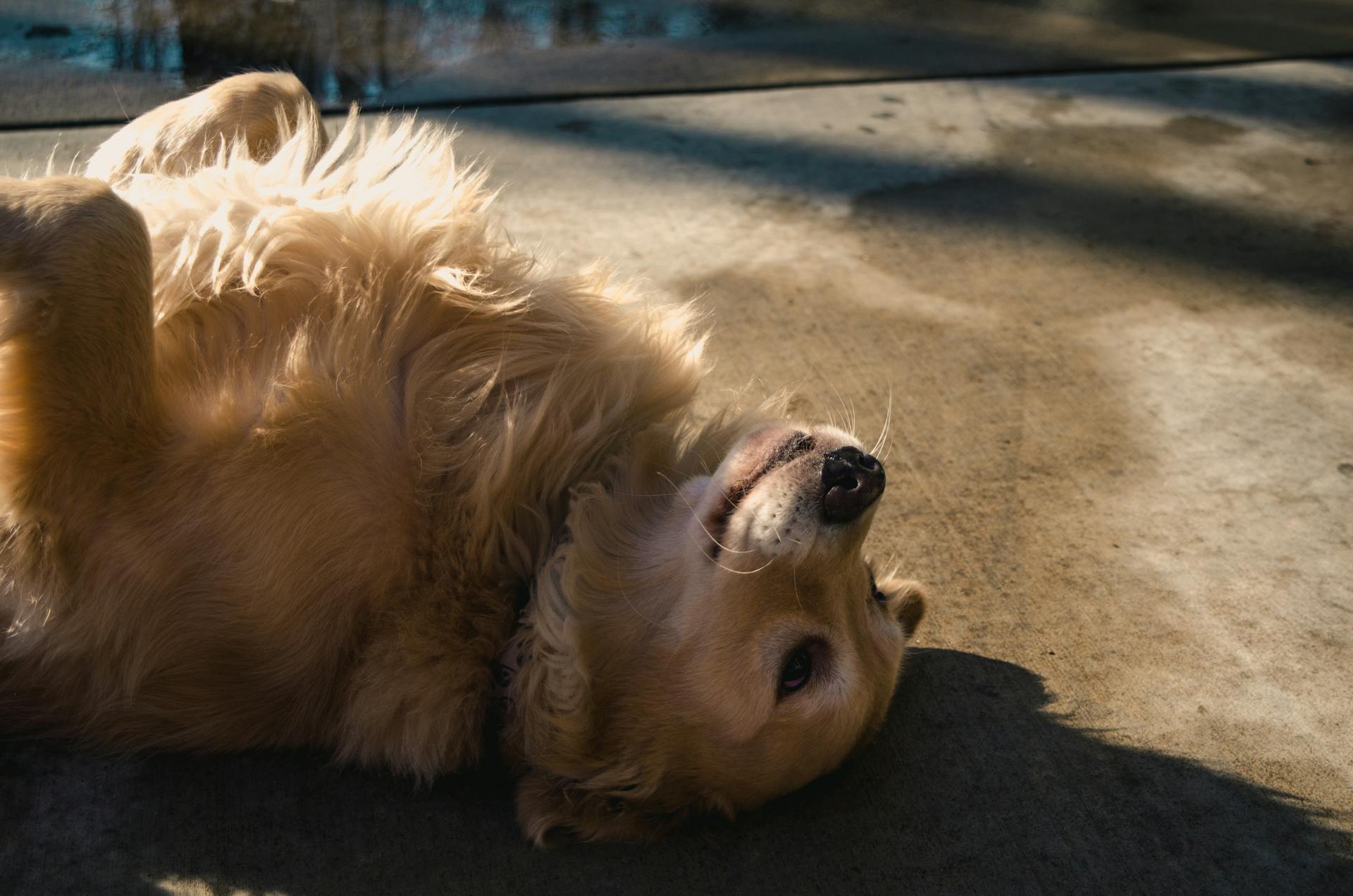 Ein Hund, der auf einer Straße liegt | Quelle: Pexels