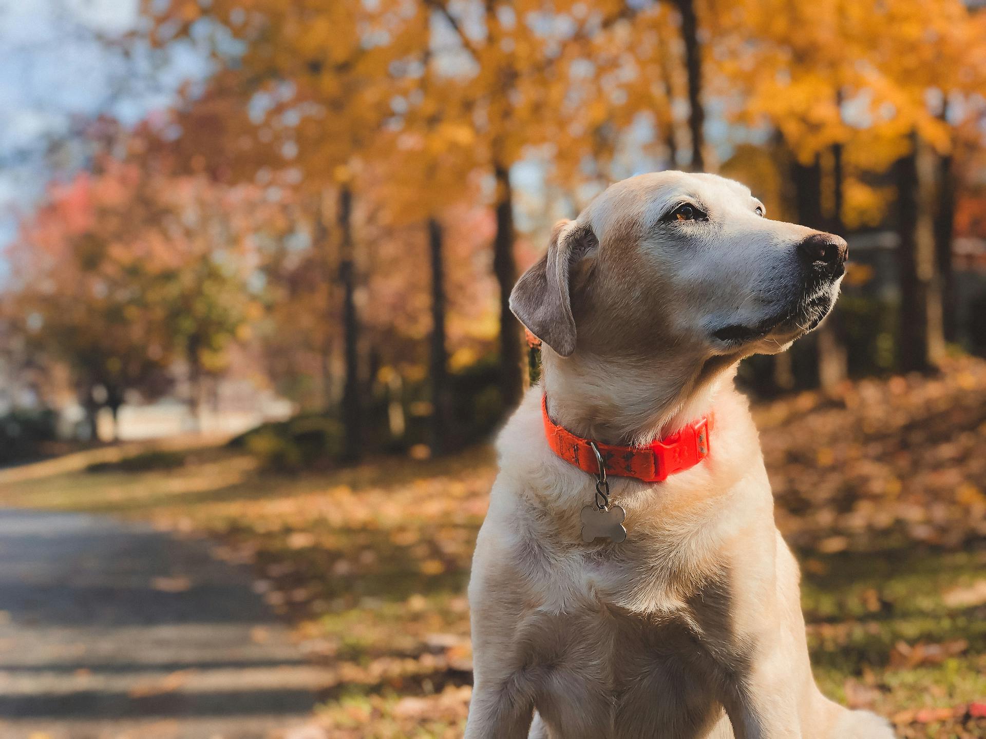 Ein Hund, der im Freien sitzt | Quelle: Pexels