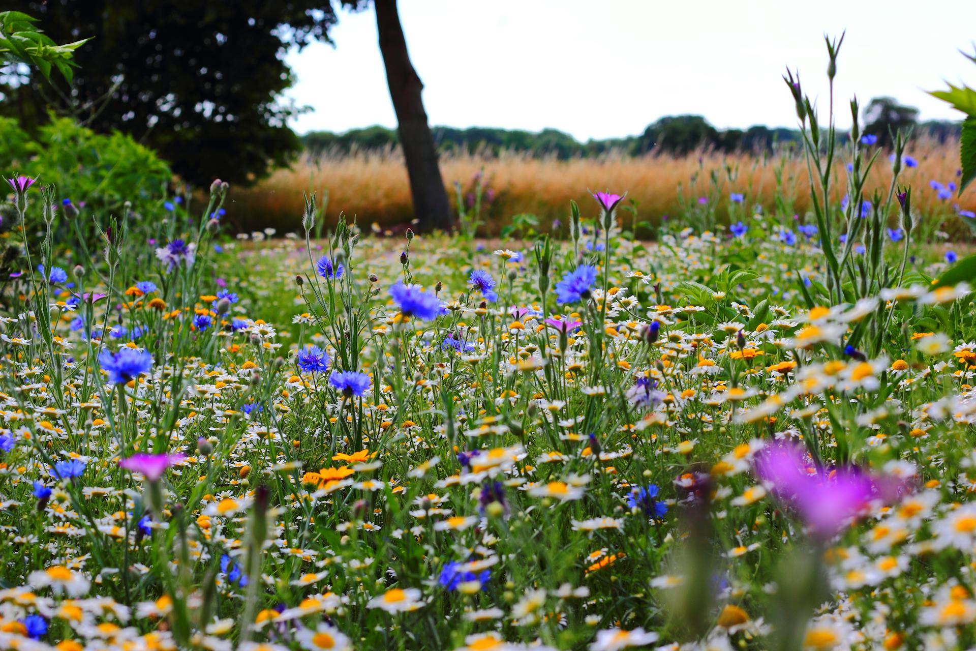 Wildblumen, die auf einem Feld wachsen | Quelle: Pexels