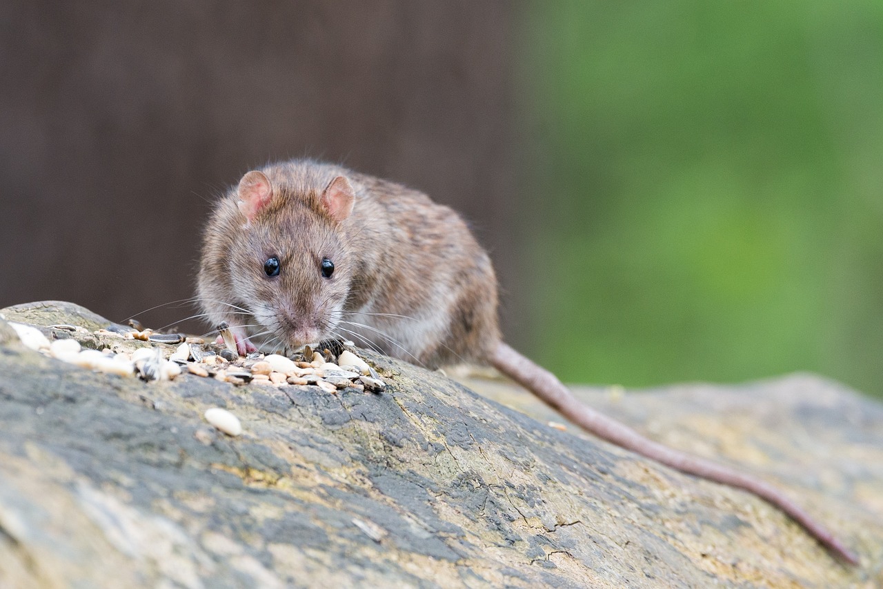 Ratte knabbert an Samen | Quelle: Pixabay