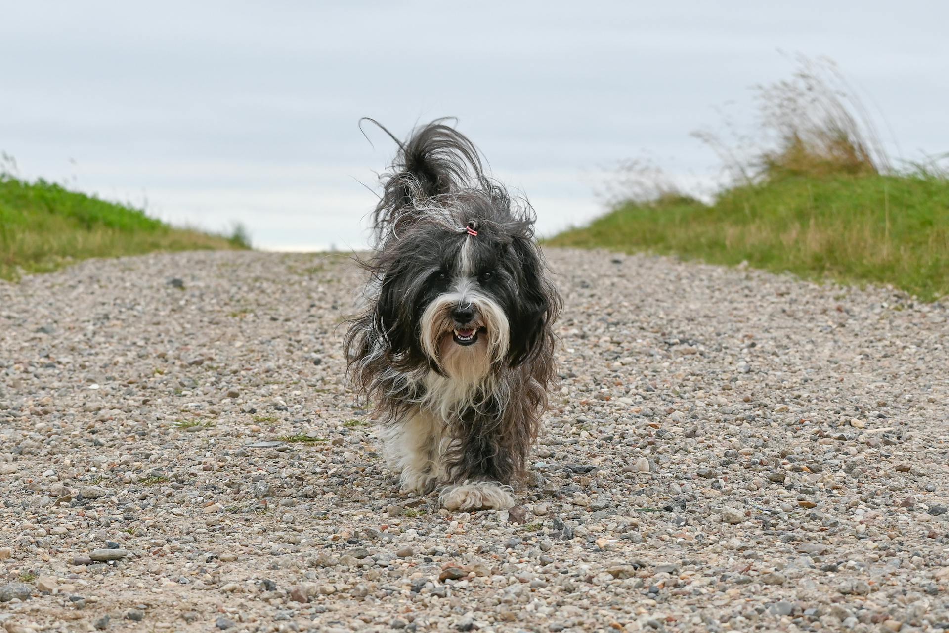 Ein Hund auf einem Schotterweg | Quelle: Pexels